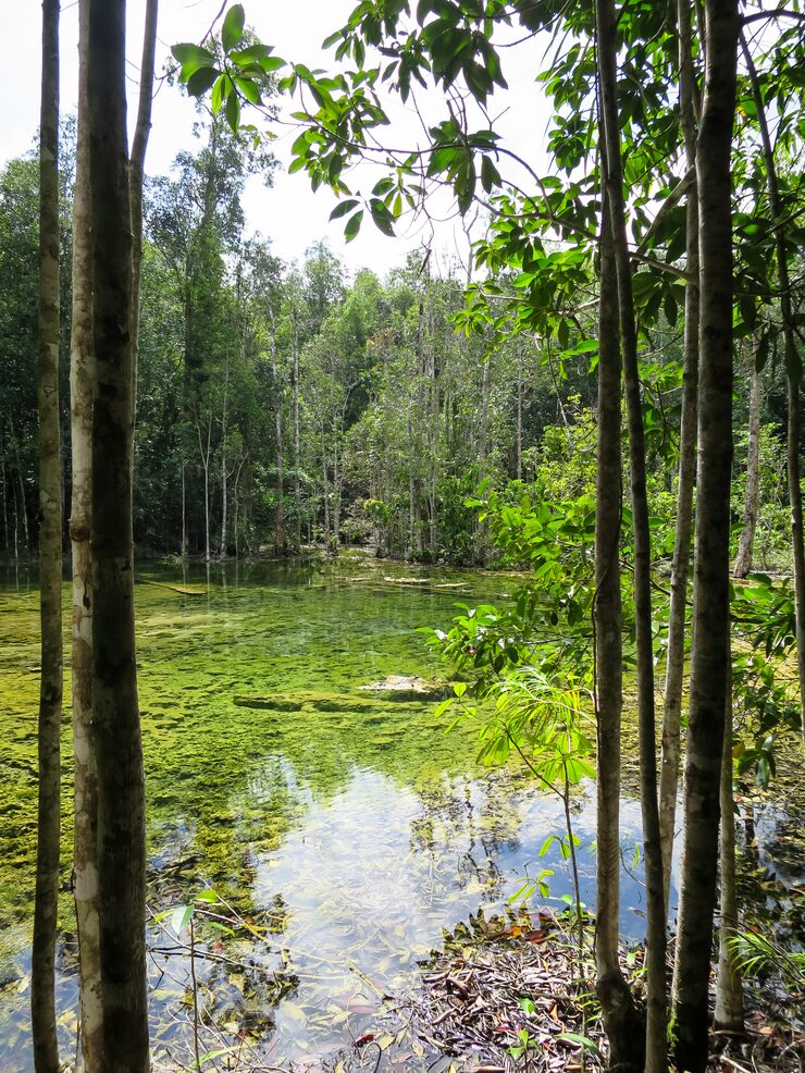 Sundarbans